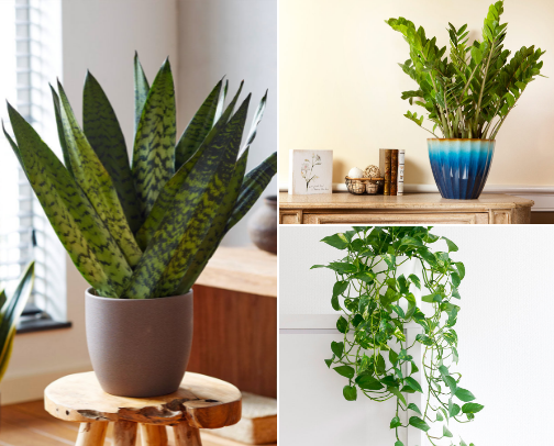 🌿 Easy Houseplants Even I Haven’t Killed Yet cover photo collage
