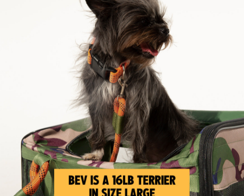 Travel Essentials for Pets on the Go ✈️🐾 cover photo collage