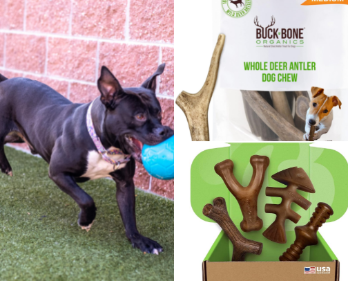 Dog essentials for tough chewers cover photo collage