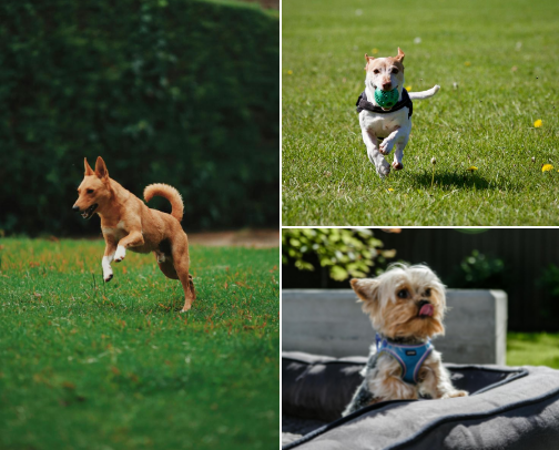 A Little Extra Love: Small Upgrades for Your Pet’s Daily Life cover photo collage