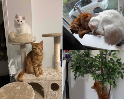 Cat furniture we love and my cats actually use ✨😻 cover photo collage