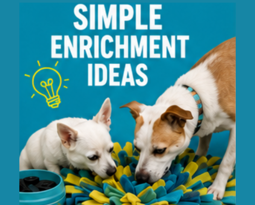 Simple Dog Enrichment Ideas cover photo collage