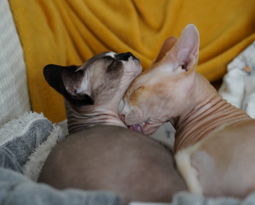 Sphynx Cat Care Essentials cover photo collage