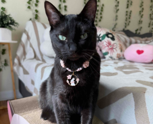 Cat Recommendations (Tito Approved) cover photo collage