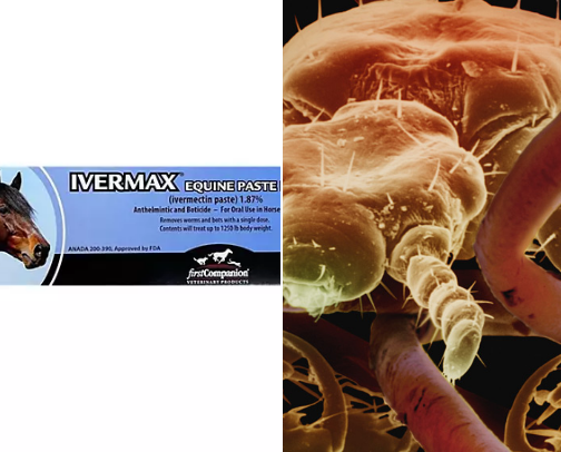 Headlice treatment cover photo collage
