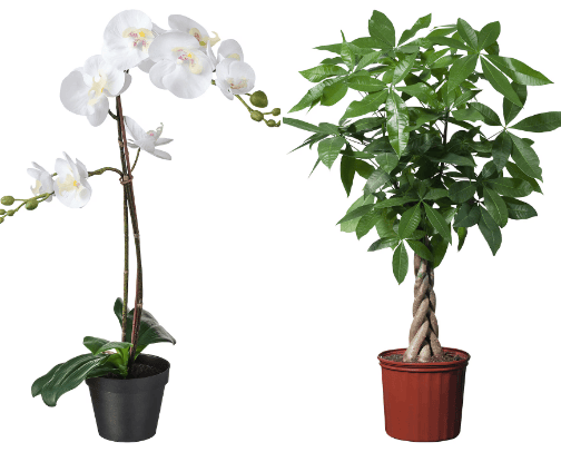 Plants cover photo collage