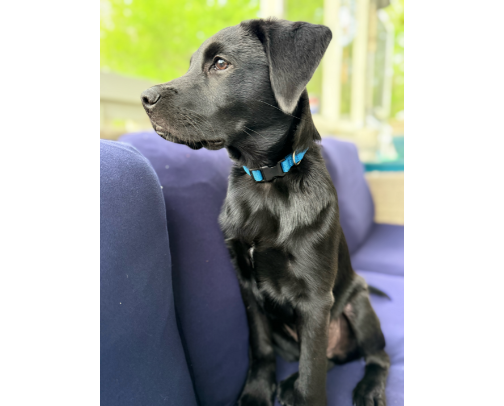 Puppy Must Haves (what you actually need) cover photo collage