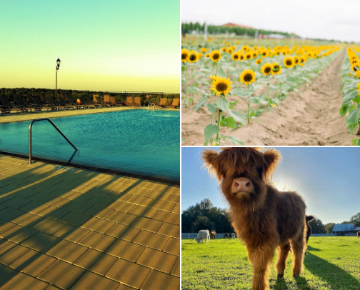 Orlando- Things to Do cover photo collage