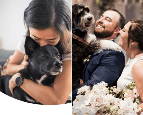 Pet Attendants - a must need when including your furbaby on your wedding day cover photo collage