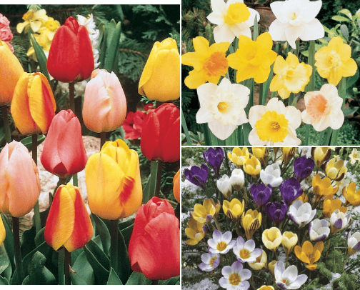 Flowers cover photo collage