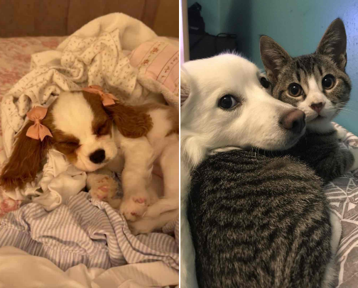 For your pets 🐶 🐴 🐈 cover photo collage