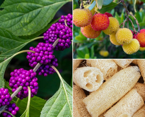 Fascinating Fruits and Veggies That You Have Got to Grow! 🍎🫑🥕🍆 cover photo collage