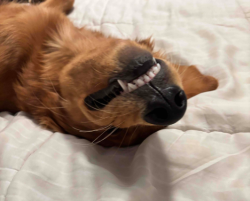 for the dogs cover photo collage