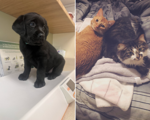 How to be an A+ Pet Parent cover photo collage
