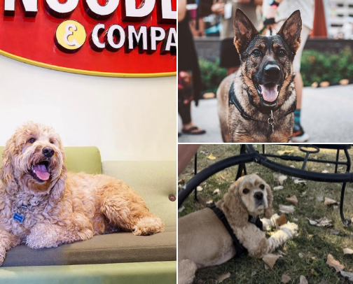 Dog friendly restaurants cover photo collage