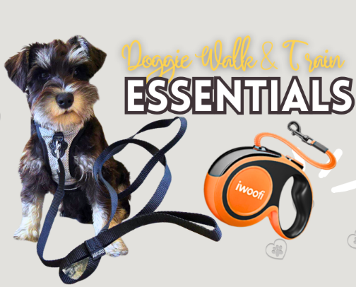 Walk & Train — Harnesses, Leashes & Tiny Wins (Small-Dog Friendly) cover photo collage