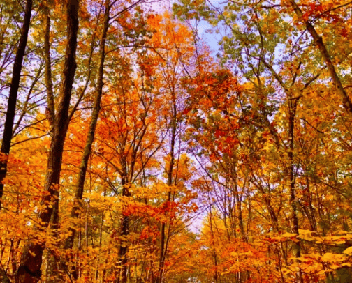 Fall Fun cover photo collage