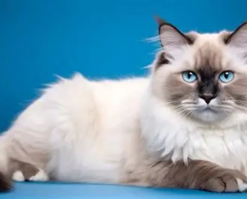 Cat Essentials for My Spoiled Ragdoll (and Any Cat!) cover photo collage