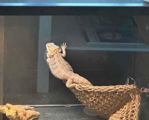 For House Dragon Parents cover photo collage