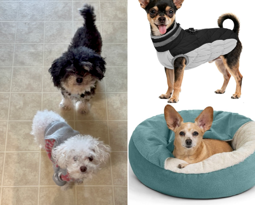 Petcare for bADDIEs cover photo collage