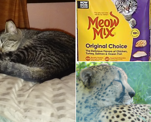 I'm a cat mom AKA Crazy Cat Lady. cover photo collage