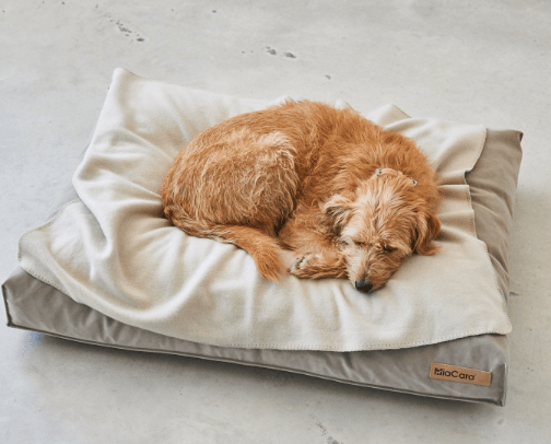 BEST DOG PRODUCTS IN NZ cover photo collage