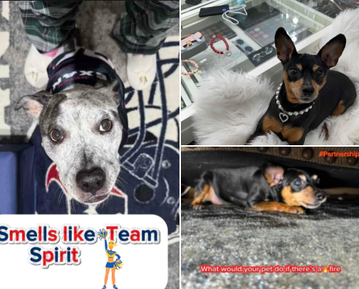 Paw-some Doggy Picks! cover photo collage