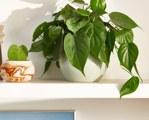 Keep Five Houseplants Alive without a Greenhouse Shelf cover photo collage