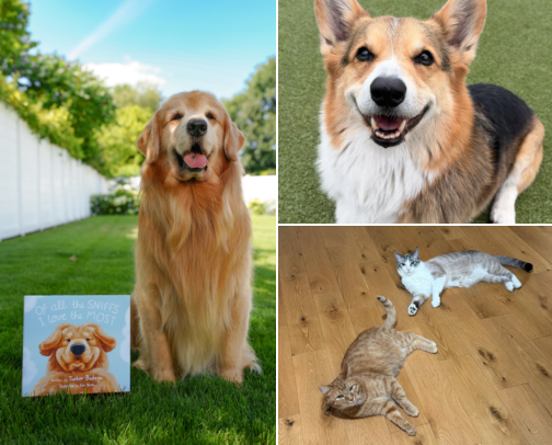 Pet Influencers I Keep Coming Back To cover photo collage
