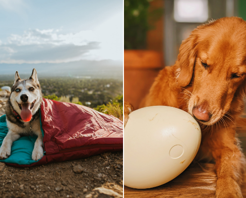 curated for the canine (mutt tested 🐾) cover photo collage