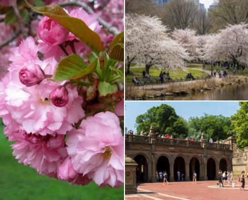 10 Dreamy Sakura & Magnolia Spots in New York 🌸 cover photo collage