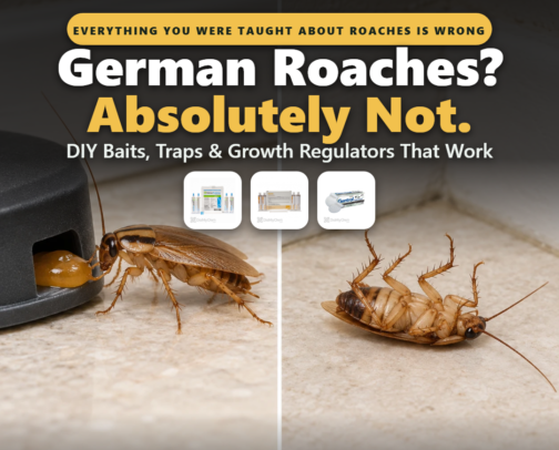 German Roaches? Absolutely Not. DIY Baits, Traps & Growth Regulators That Work cover photo collage