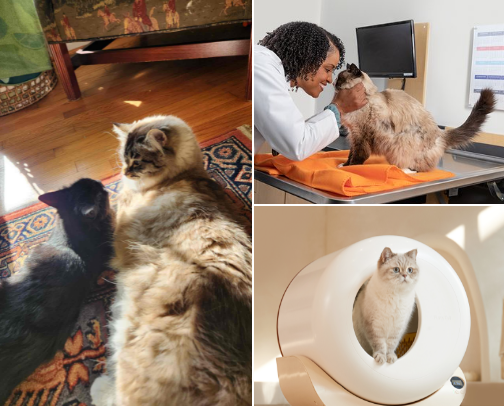 Teddy & Kiki’s Guide to Happiness 🐱 cover photo collage