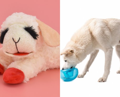 Best dog toys cover photo collage