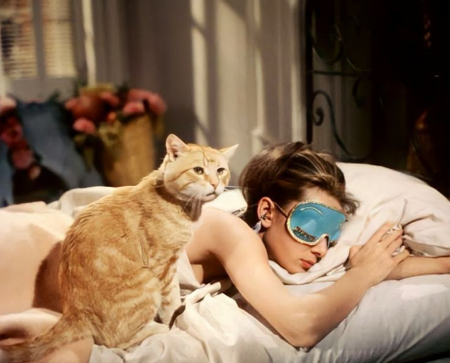 Recommended Products for Cat Parents!🐈 cover photo collage