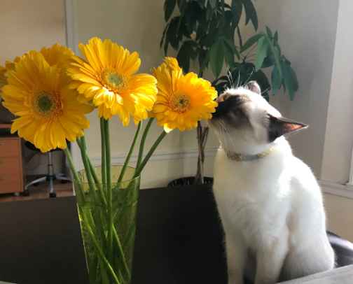 🐈 Feline Favourites: Luna's Must-Haves cover photo collage