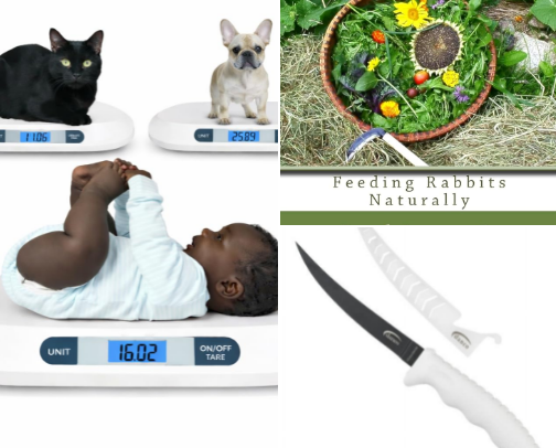 Meat rabbit setup essentials cover photo collage