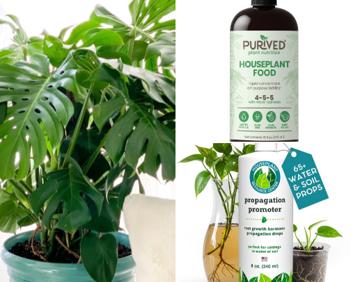 Crazy plant lady cover photo collage