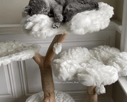 cute stuff for pets🐶🐱 cover photo collage