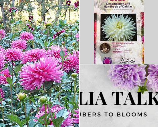 Dahling, it’s a Dahlia Thing! cover photo collage