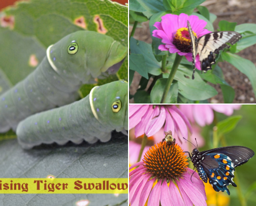 Butterfly Garden cover photo collage