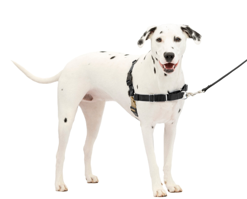 Dog essentials cover photo collage