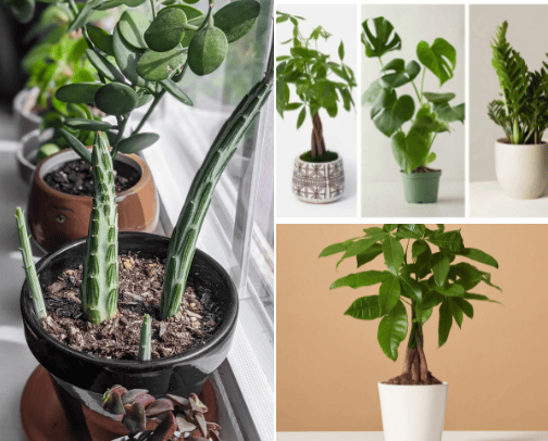 plants cover photo collage