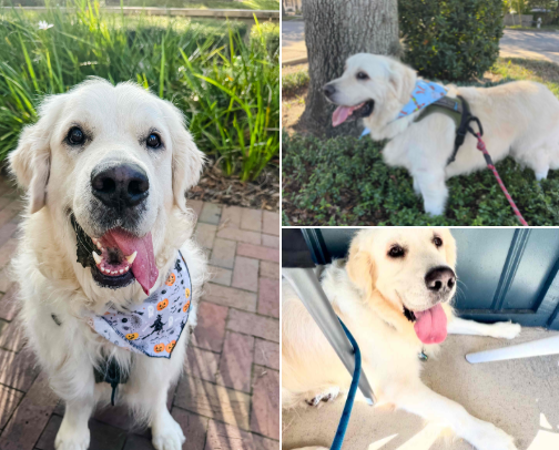 Stay Golden: Favorite Finds for Happy Retrievers” cover photo collage