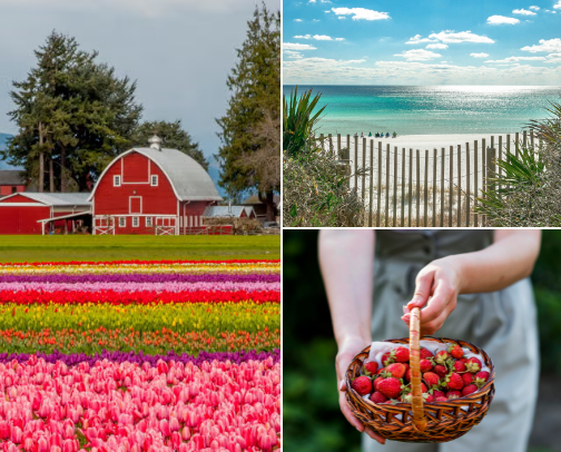 Spring Has Sprung! cover photo collage