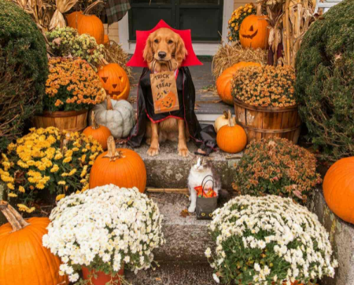 Pumpkin Paws & Cozy Claws 🎃 🐱 🐶 cover photo collage