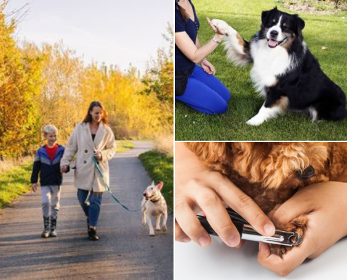 Free Dog-Care & Training Lessons Worth Saving cover photo collage