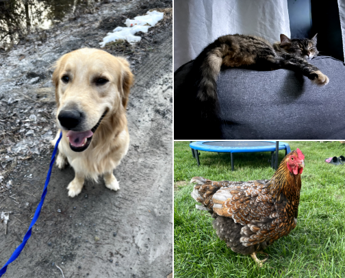 Fur Babies - Musts For Your Fluffy (Or Hairless) Friends cover photo collage