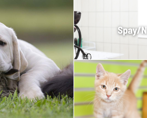 Spay Neuter Clinics in the Southeast cover photo collage