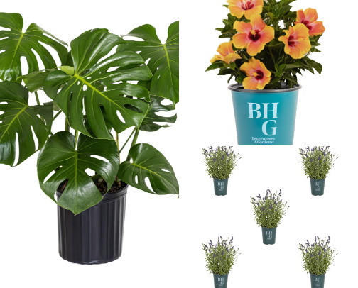 Trendy Summer Plants: Bright & Aesthetic Greenery for the Perfect Summer Vibe cover photo collage